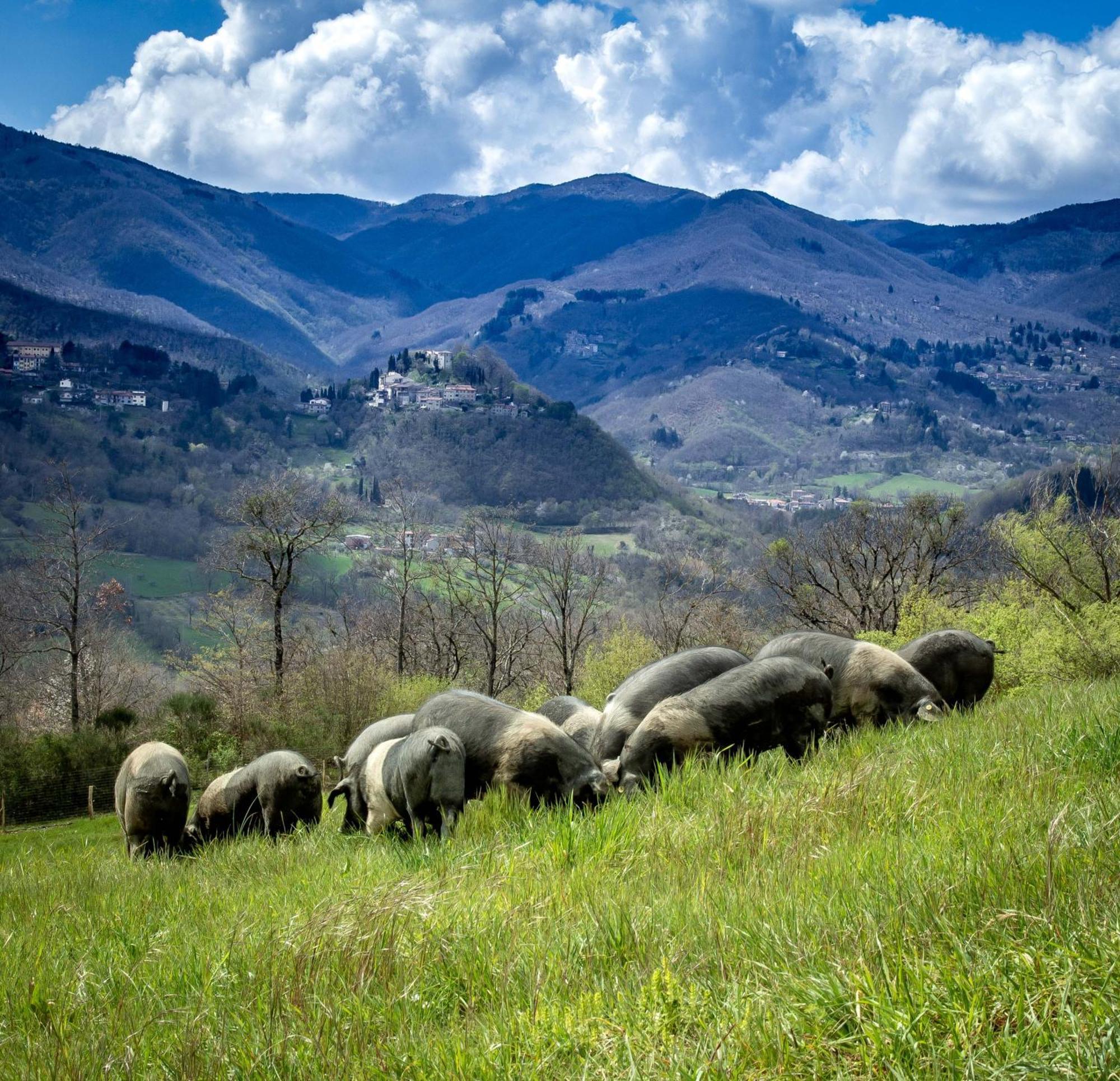 Agriturismo Terra Di Michelangelo Caprese Michelangelo Exterior foto